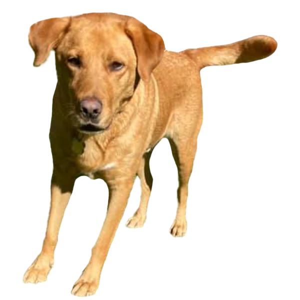 Picture of dog.